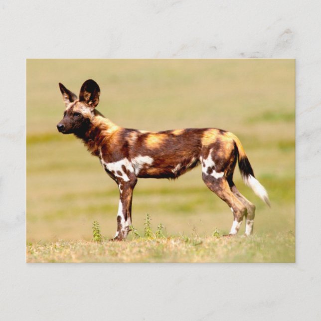 African Wild Dog (Lycaon Pictus) Standing Postcard (Front)