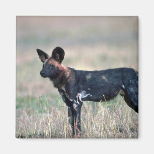 African Wild Dog Magnet