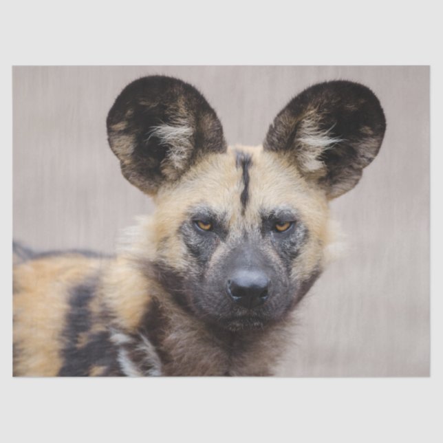 African Wild Dog (Painted Dog) Tissue Paper (Front)