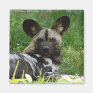 African Wild Dog Photo Magnet