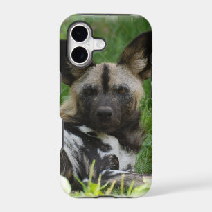 African Wild Dogs