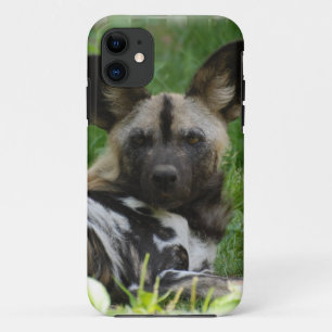 African Wild Dogs iPhone 11 Case