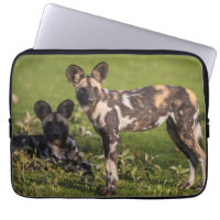 African Wild Dogs in Tanzania