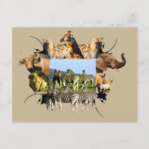 African Wildlife Frame Blue Sky Zebra Postcard