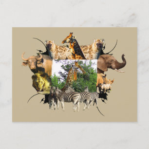 African Wildlife Frame Giraffe Aloe Postcard