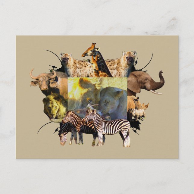 African Wildlife Frame Lion Feast Postcard (Front)