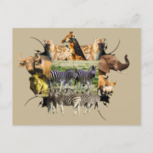 African Wildlife Frame Zebra Couple Postcard