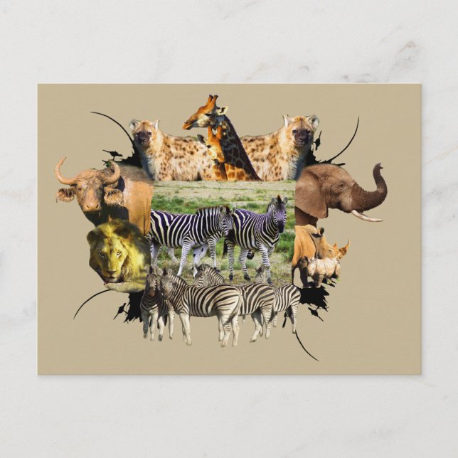 African Wildlife Frame Zebra Couple Postcard (Front)