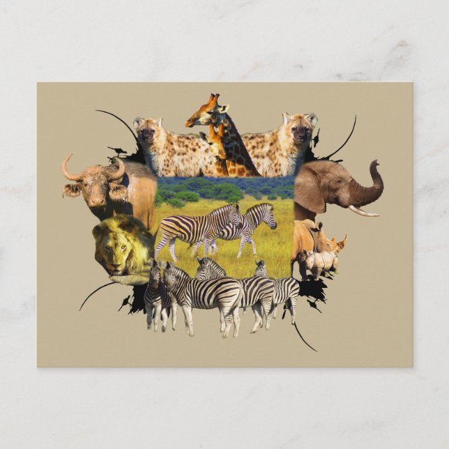 African Wildlife Frame Zebra Stroll Postcard (Front)