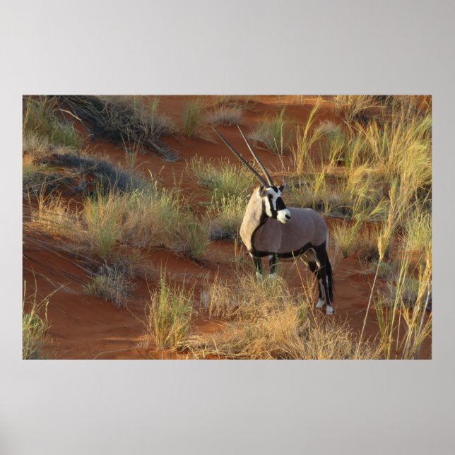 African Wildlife Oryx Antelope Sand Dune Savannah  Poster (Front)