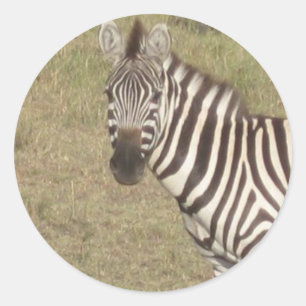 African Zebra Classic Round Sticker
