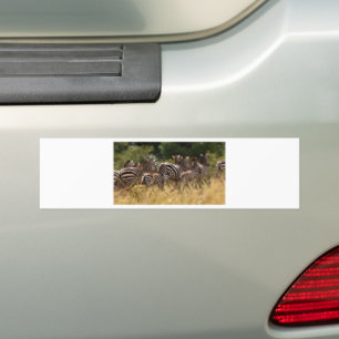 African Zebra cool stuff Bumper Sticker