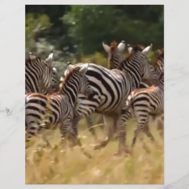 African Zebra Migration Safari (Front)