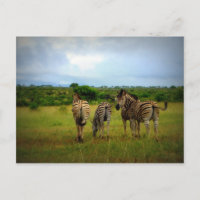 African Zebras in a Natural Setting