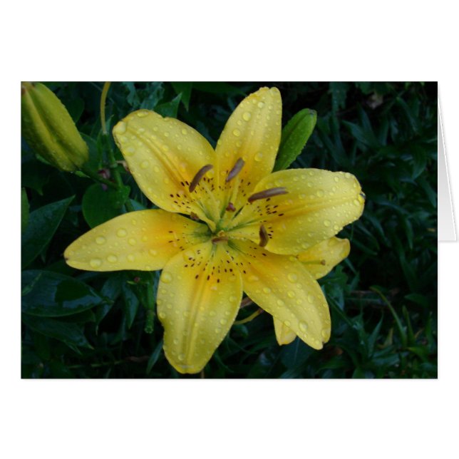 After The Rain (Front Horizontal)