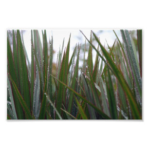 After the rain photo print