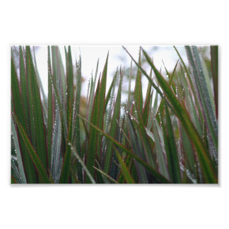 After the rain photo print