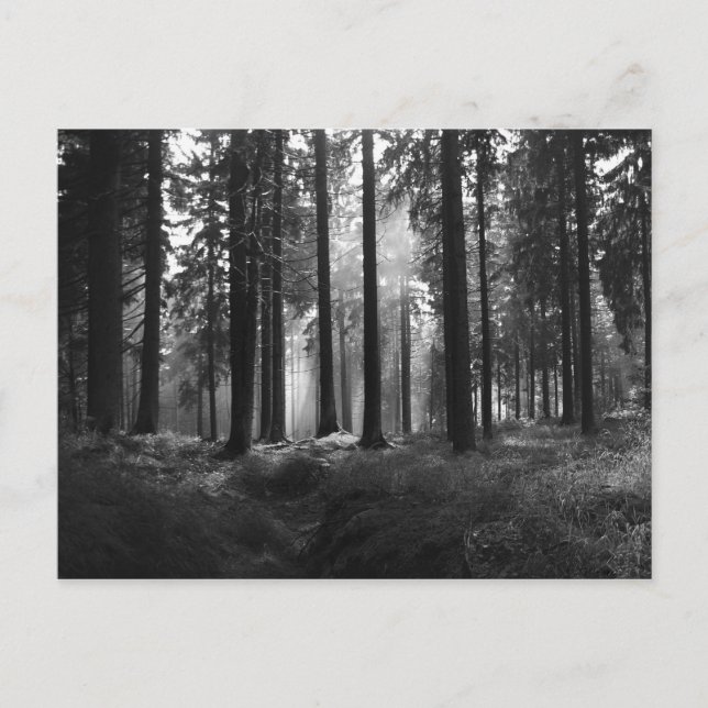 After the Rain Postcard (Front)