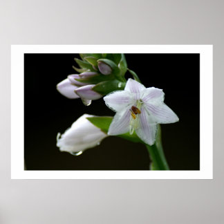 After the rain poster