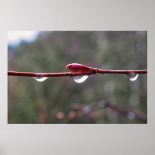 After the Rain Poster