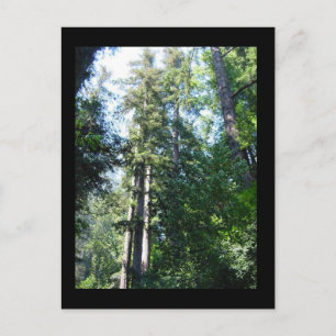 Afternoon in the Sequoias Postcard