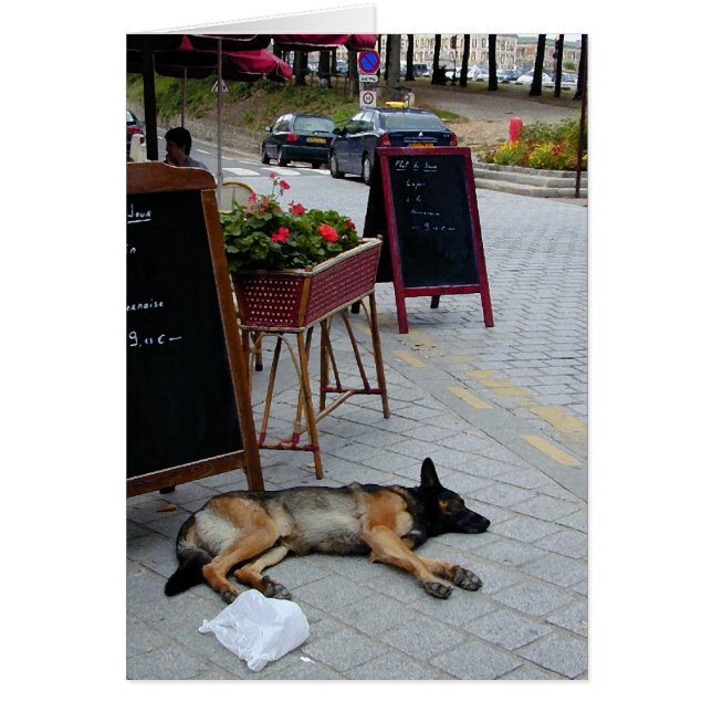 Afternoon Nap (Front)
