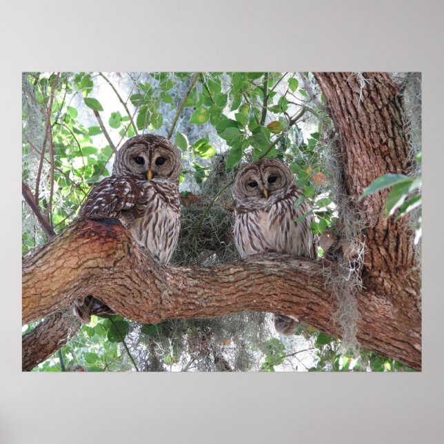 Afternoon Rest Poster (Front)