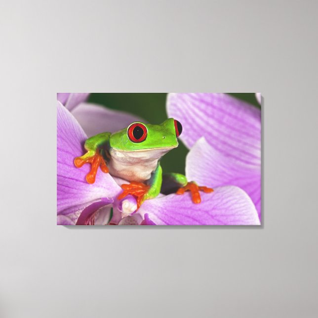 Agalychnis callidryas. canvas print (Front)
