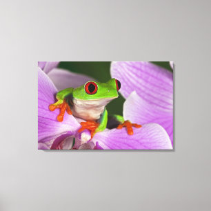 Agalychnis callidryas. canvas print