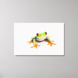 Agalychnis callidryas on white background canvas print