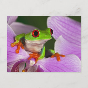 Agalychnis callidryas. postcard