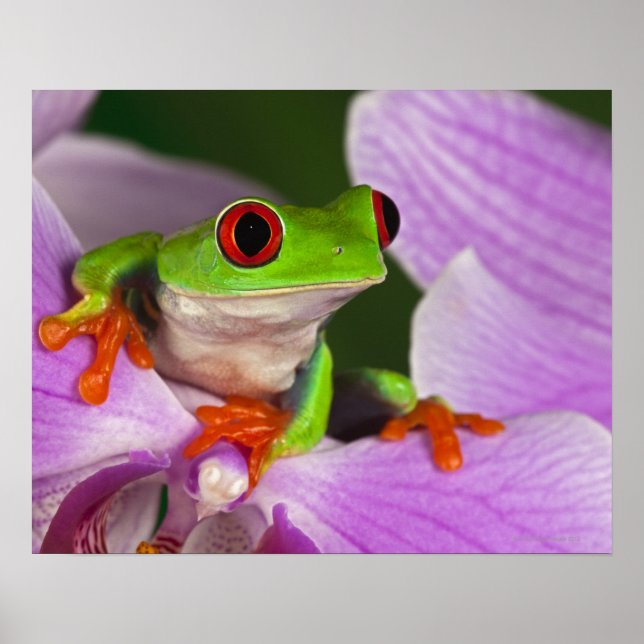 Agalychnis callidryas. poster (Front)