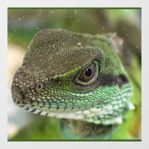 Agama, lizard