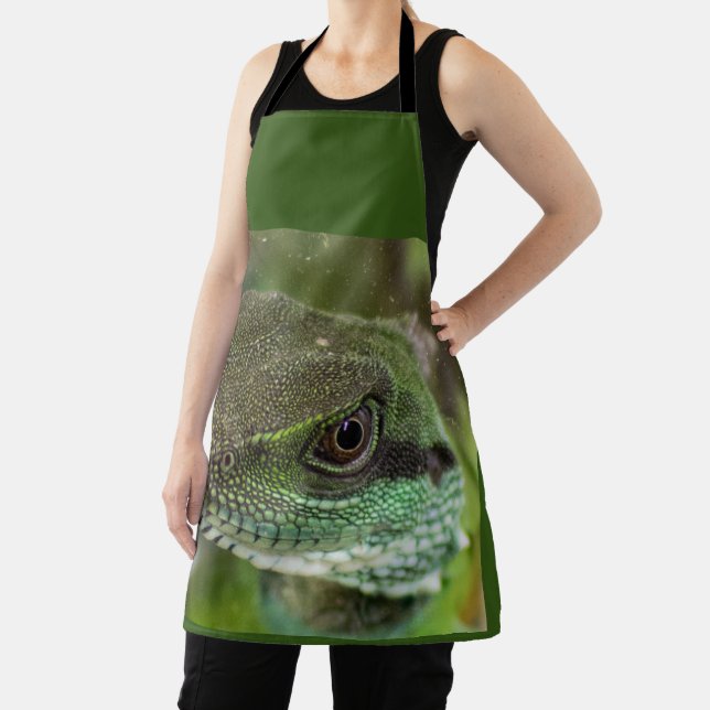 Agama, lizard apron (Insitu)