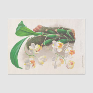 Aganisia Tricolor (Orchid) by Jean Jules Linden Tissue Paper