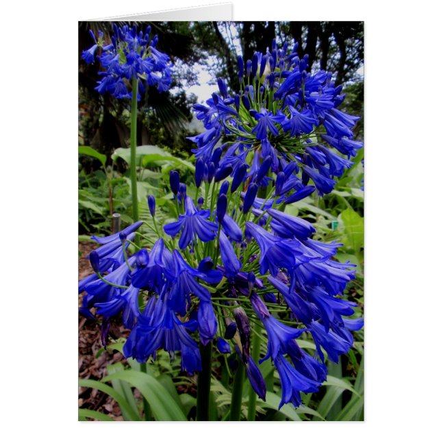 Agapanthus (Front)