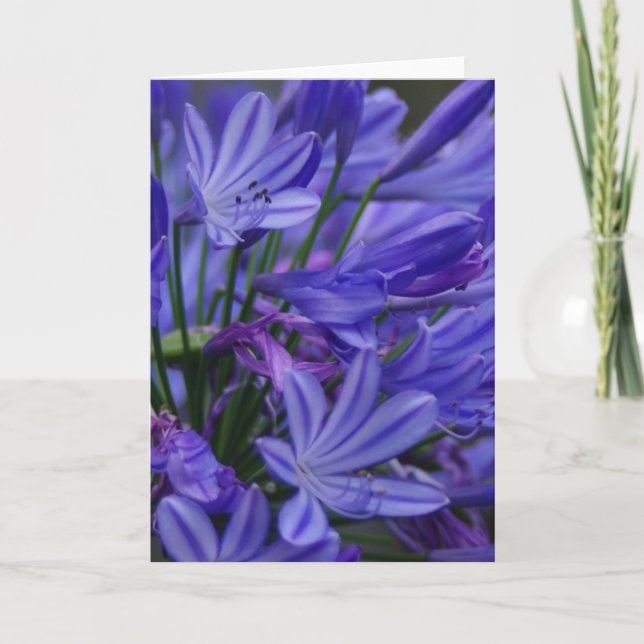Agapanthus Card (Front)