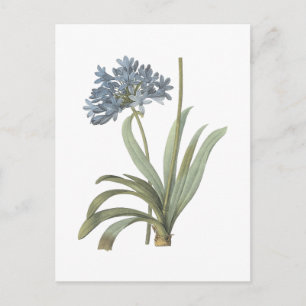 Agapanthus Flower Postcard