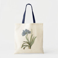 Agapanthus Flower
