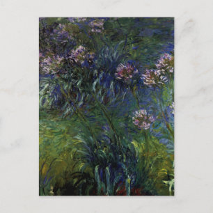 Agapanthus Postcard
