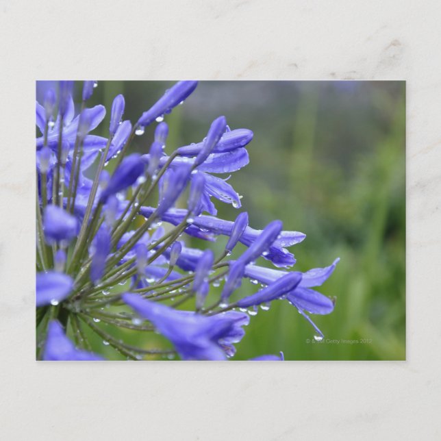 Agapanthus praecox, commonly known as postcard (Front)