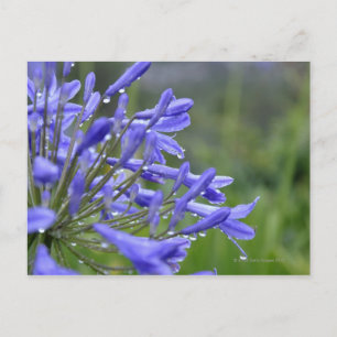 Agapanthus praecox, commonly known as postcard