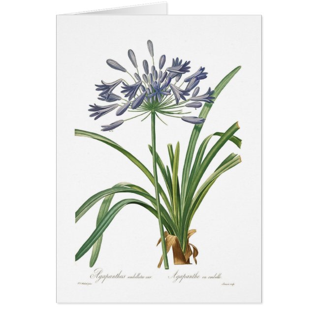 Agapanthus umbellatus (Front)
