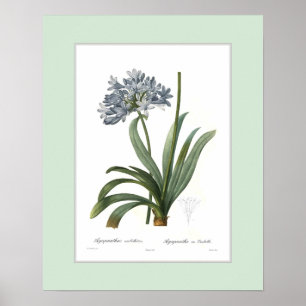 Agapanthus umbellatus,Custom border Poster