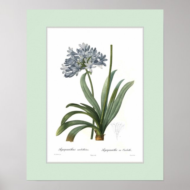 Agapanthus umbellatus,Custom border Poster (Front)