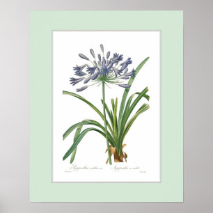 Agapanthus umbellatus,Custom border Poster
