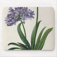 Agapanthus umbrellatus
