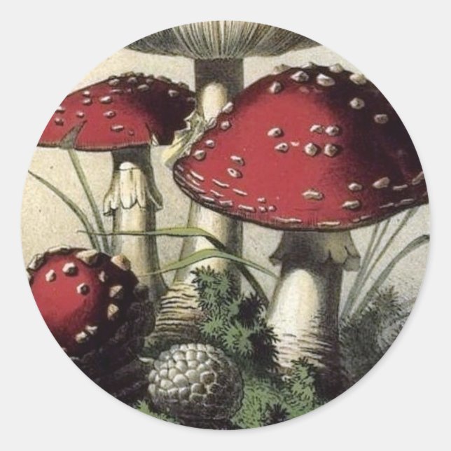 Agaricus Muscarius Mushroom Classic Round Sticker (Front)