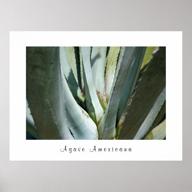 Agave Americana Poster (Front)