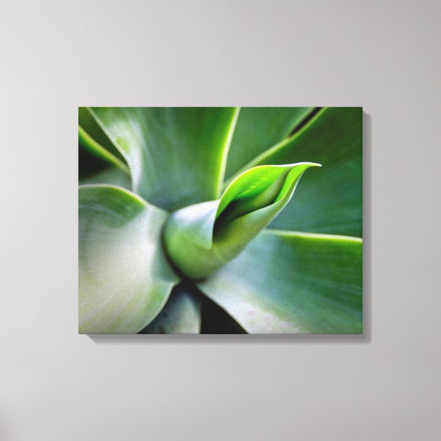 Agave Attenuata Canvas Print (Front)